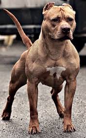 Pin De Rony Saratoga En Animaux Nature Perros Agresivos Perros Musculosos Perros Doberman