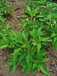 Image result for Capsicum frutescens