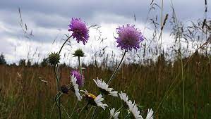Knautia Arvensis Wikipedia Flowers Plants Dandelion