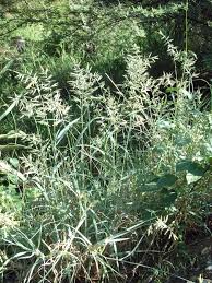 Image result for Schmidtia pappophoroides