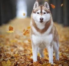 images?q=tbn:ANd9GcQEfdCwh1TzGRih38-swp3