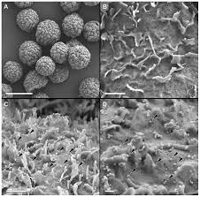 Lefevre and diallo, 1990), but several blind passages are needed before cytopathic effect is observed (saliki et al., 1994). Analysis By Scanning Electron Microscopy Sem Of Vero Cells Grown On Microcarrier Beads And Infected With The Chimeric Yfv Denv