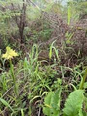 Image result for Swertia welwitschii