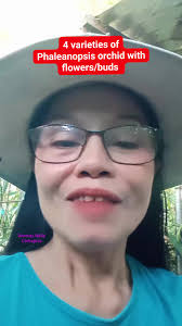 All about my 4 varieties of Phaleanopsis orchid yellow yaphon, mermaid,and  the other varieties no I'd