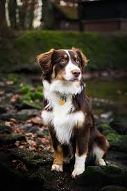 Australian Shepherd 6 Months Old Animal Love Animal Australian Love Months Shepherd Aus In 2020 Cute Dogs And Puppies Aussie Dogs Australian Shepherd Puppies