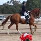 Julia Weir Mt Gambier Dressage Clinic event image