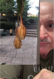 #greenscreen #duet Moments when the "Queen of the Night" flower blooms one  night a year. 😍 #flowers #beautiful #nature #learning #garden #gardening  #awesome #wow #outdoors #Fyp #Funny #ironjoe #viral