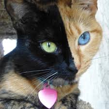 The transformation was wrought in the twinkling of an eye, and out she comes, a very bucksome lass. Venus The Best Internet Cat Personalities Of 2012 Popsugar Tech Photo 4