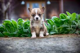 Find a welsh corgi puppy for sale. Home