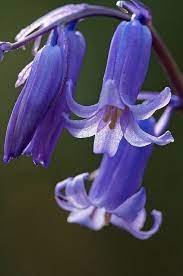 Miraclepooh Blue Bell Flowers Flower Close Up Purple Flowers