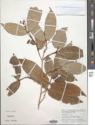 Image result for Lasiodiscus pervillei