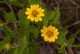 Image result for Aspilia pluriseta