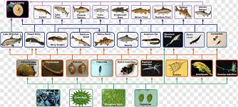12,391 likes · 2 talking about this. Amazon Rainforest Consumer Food Chain Primary Producers Ecosystem Food Chin Text Herbivore Temperate Deciduous Forest Png Pngwing