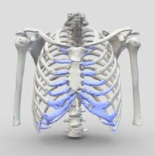 The ribs are curved, flat bones which form the majority of the thoracic cage. Rib Flare Pectus Clinic