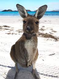 Crossing The Nullarbor Idyllic Esperance Australia Animals Animals Beautiful Animals