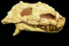 Image result for Pareiasaurus