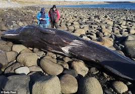 Below you'll discover the complete list of animal names our researchers have written about so far. Sperm Whale Washed Up On North Wales Beach At Hell S Mouth Died With Plastic In Its Stomach Daily Mail Online