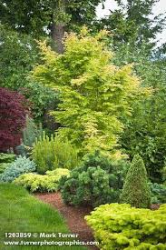 1203859 Japanese Maple Dwarf Conifers At Edge Of Lawn Acer Palmatum Cv Pinus Cv Jim Swift Bellingham Wa Conifers Garden Garden Trees Landscape Trees