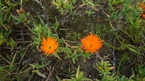 Image result for Lampranthus spp.
