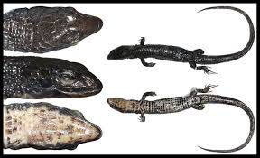 Holotype of Proctoporus machupicchu (MHNC 13362; SVL 41.2 mm). | Download  Scientific Diagram