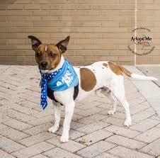 Maybe you would like to learn more about one of these? Adopt Zenyatta On Petfinder Dog Adoption Help Homeless Pets Dogs