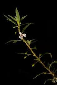 Image result for Sauvagesia