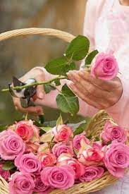 Pick Them Fresh Pink Roses Beautiful Roses Pink Garden