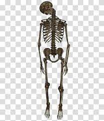Skeleton Hanged 1 Human Skeleton Model Transparent Background Png Clipart Human Skeleton Model Human Skeleton Human Skeleton Anatomy