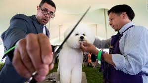 Jun 13, 2021 · the westminster dog show is this weekend — and you'll meet four fab new breeds this year. The Westminster Dog Show 2021 Digichat