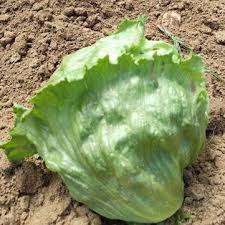 Salate werden in deutschland ganzjährig angeboten. Meine Ernte Salat Anbauen Pflegen Ernten Und Lagern