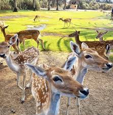 افريكا بارك Africa Park الصفحة الرئيسية فيسبوك