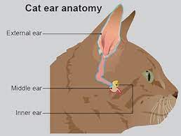 Find out how to help your cat feel better fast. Ear Infections In Cats Pdsa