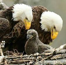 Now Let Us Tell You Something Child The Philadelphia Football Team Had No Right Calling Themselves Eagles Animals Beautiful Pet Birds Eagles