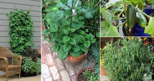 Other good companions include onions, spinach, and tomatoes. 18 Best Climbing Vining Vegetables For Containers To Grow Vertically