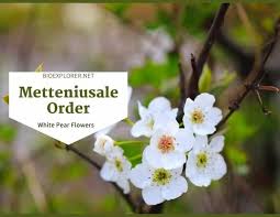 Image result for Metteniusaceae