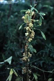 Image result for Acacia pentagona