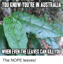 Top 15 Popular Australia Memes Funny Photo Memes Australian Memes Australia Funny
