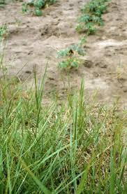 Image result for Panicum adenophorum