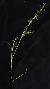 Image result for Hyparrhenia anamesa