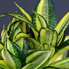 Image result for Sansevieria nilotica