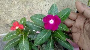 Pin By Meezon On Meezons Variety Flowers Camellia Tree Flowers Flower Images