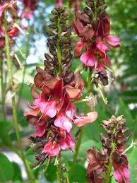 Image result for Indigofera subulifera