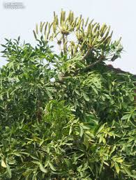 Image result for Cussonia zimmermannii