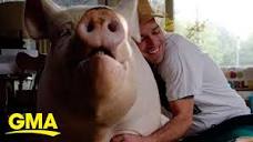 Man thought he was adopting 'micro-pig' but now has 600 pound pig ...