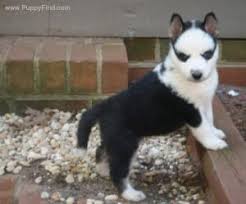 Black And White Husky Puppy For Sale Black And White Short Haired Husky Puppies Puppy Adoption Most Beautiful Dogs Free Puppies