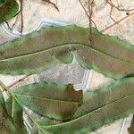 Image result for Coniogramme africana