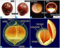 Image result for Macadamia aff. integrifolia