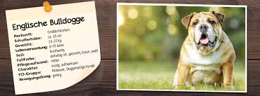 Wenn du eine englische bulldogge als welpen kaufen möchtest, gibt es einige dinge zu beachten. Futter Fur Die Englische Bulldogge Ernahrungstipps Belcando