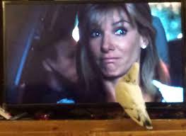 Do pigeons make direct eye contact with us 👁 👁?