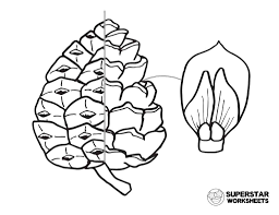 Sitka spruce branchlet with cones coloring page from spruce category. Parts Of A Pine Cone Worksheets Superstar Worksheets